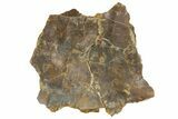 Permian Amphibian (Eryops) Fossil Skull Section - Texas #153726-1